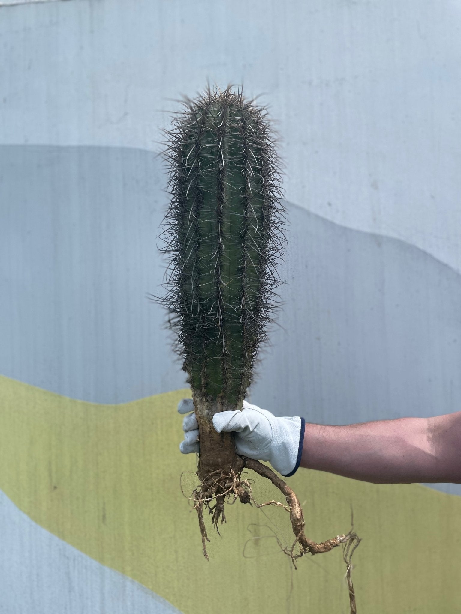 Saguaro Cactus - cactus - Saguaro-1 - Varnish + Vine - 1