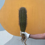 Saguaro Cactus - cactus - Saguaro-1 - Varnish + Vine - 2