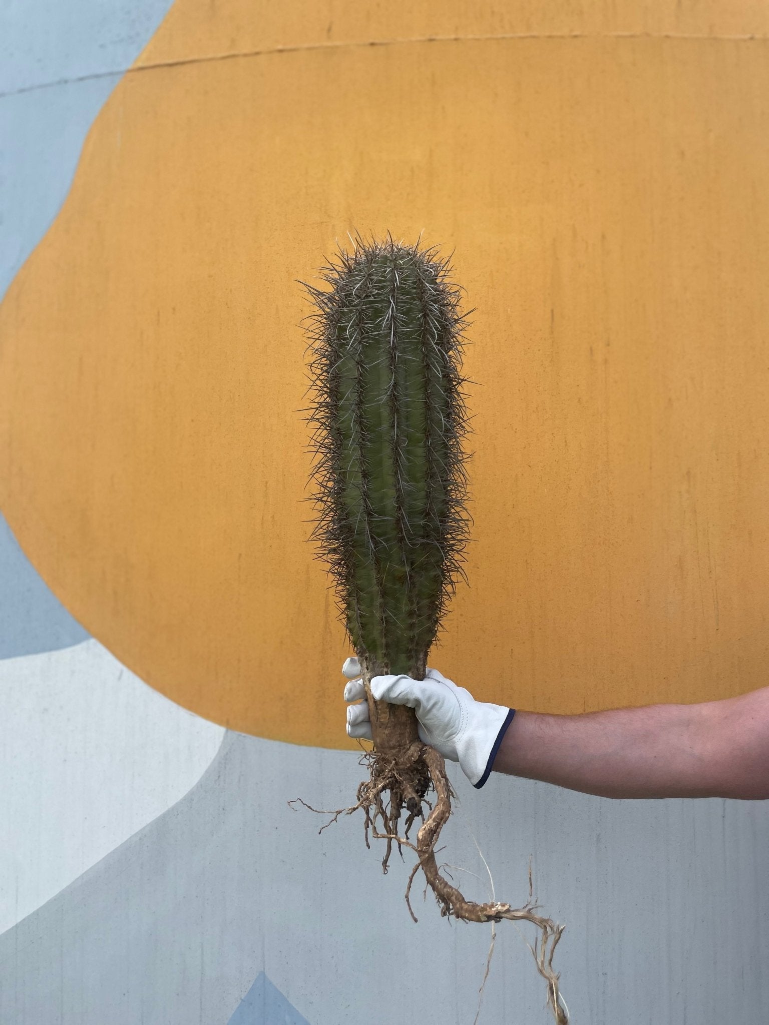 Saguaro Cactus - cactus - Saguaro-1 - Varnish + Vine - 2