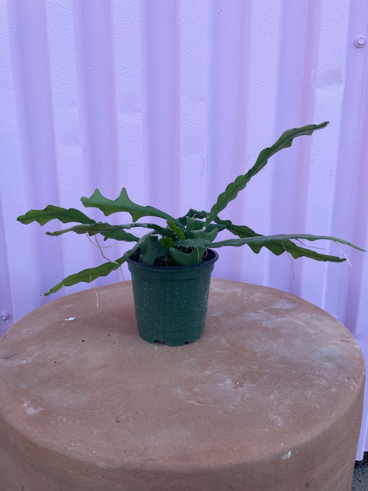 Sharktooth Fern tropical Varnish + Vine