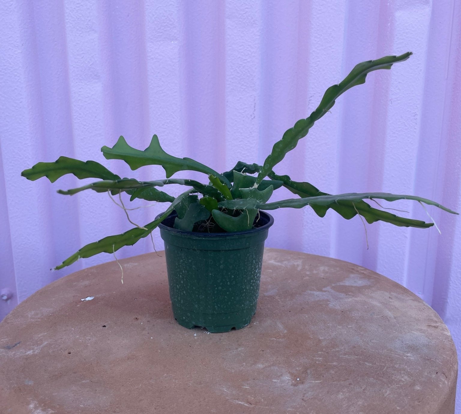 Sharktooth Fern - tropical - Root-Shark-4 - Varnish + Vine - 2