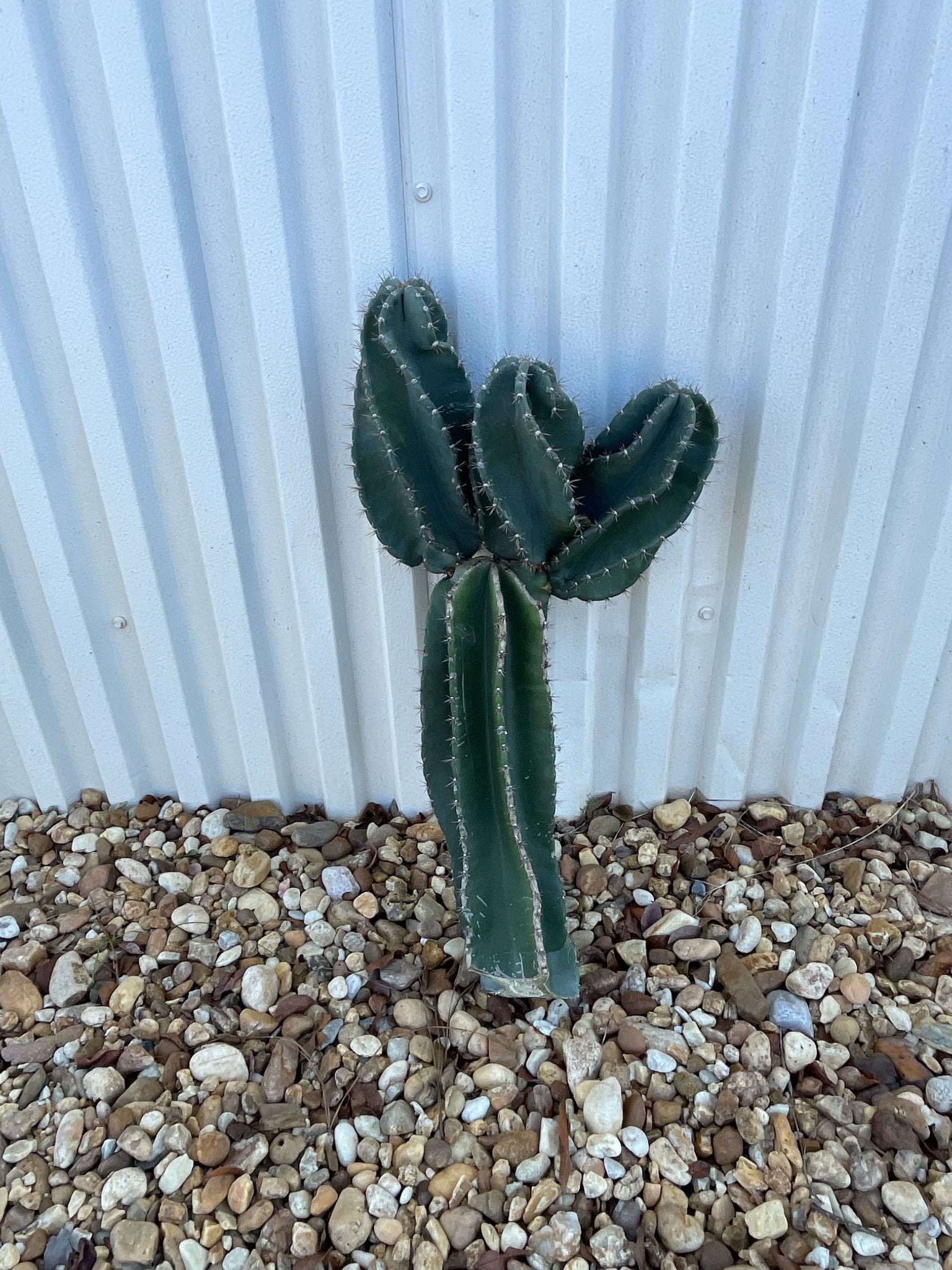 Showstopper Cactus - Show-7.14-TwistBanF - Varnish + Vine - 5