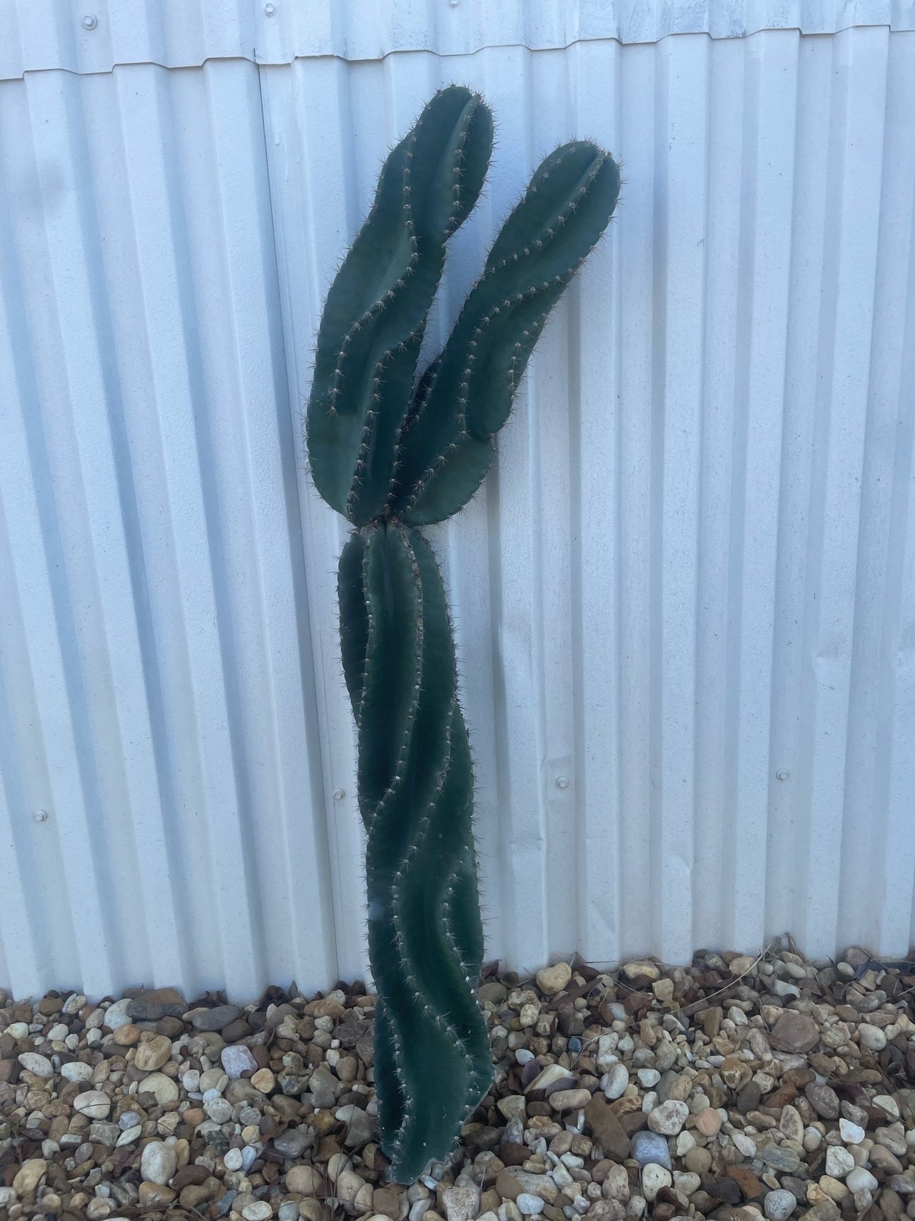 Showstopper Cactus Varnish + Vine