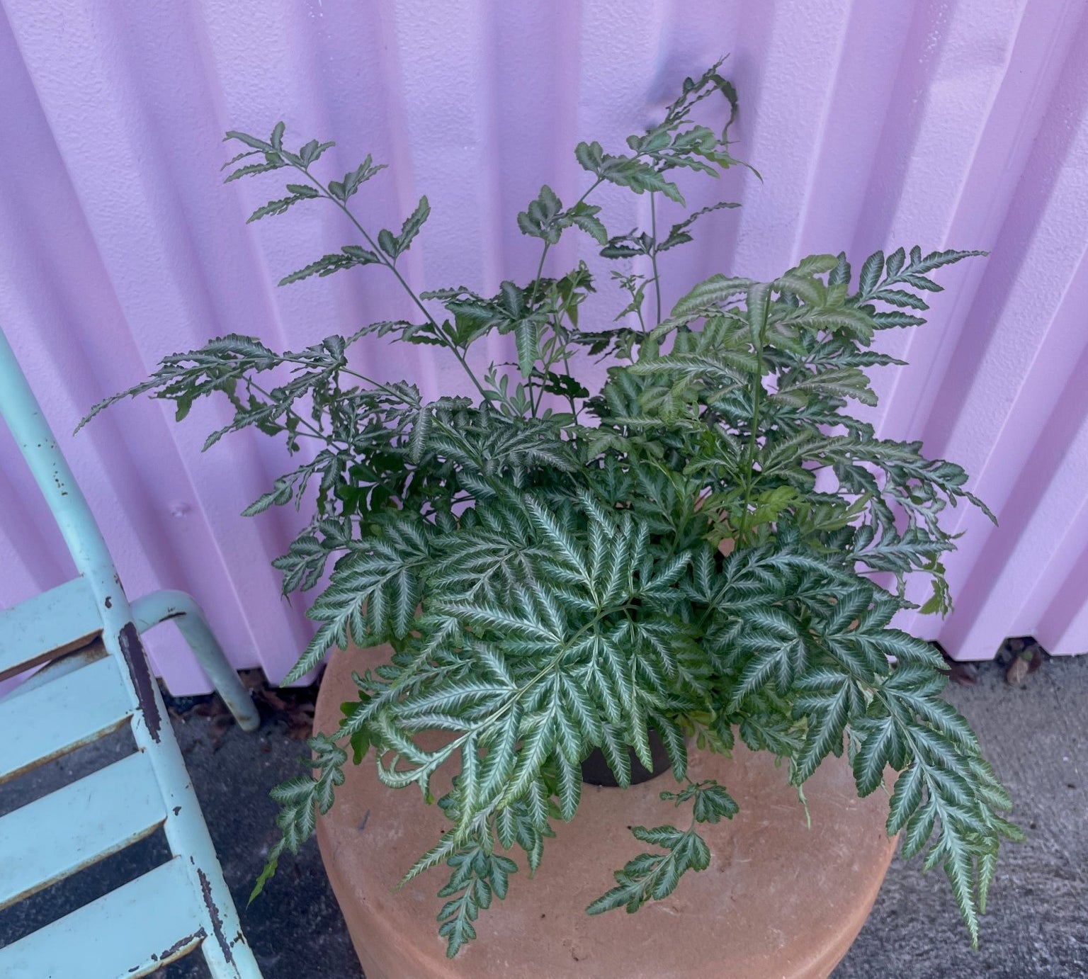 Silver Lace Fern - tropical - Root-Silver-6 - Varnish + Vine - 2