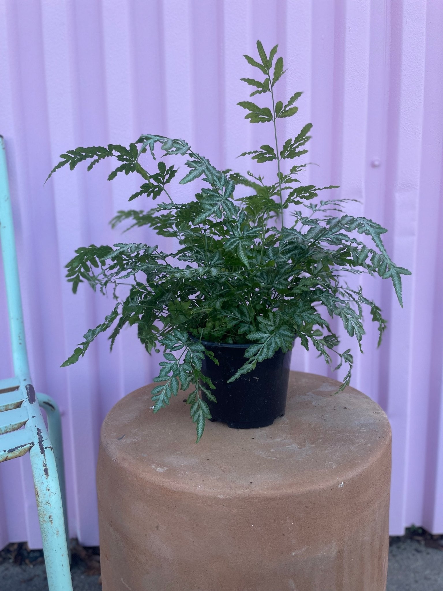 Silver Lace Fern tropical Varnish + Vine