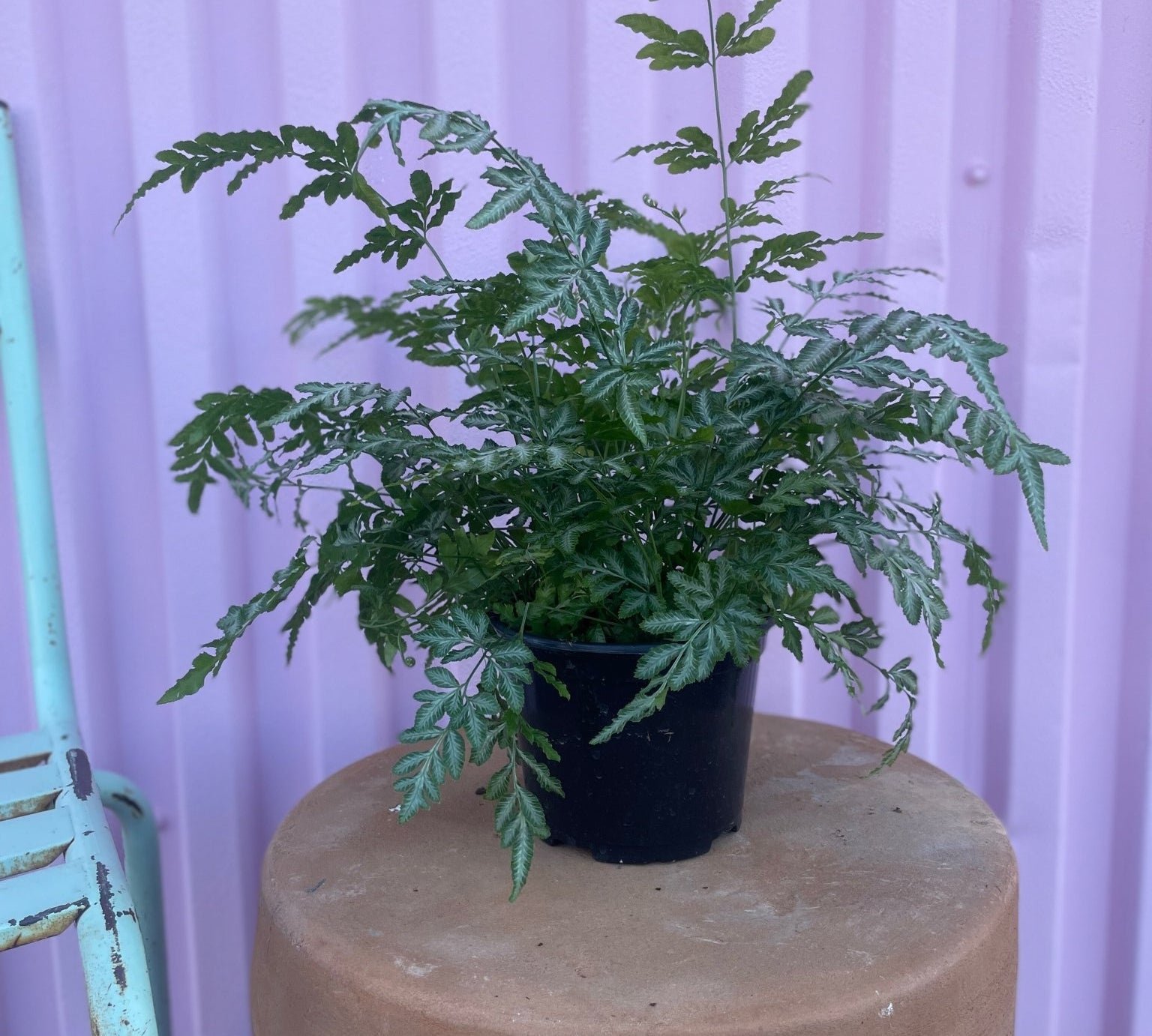 Silver Lace Fern - tropical - Root-Silver-6 - Varnish + Vine - 1
