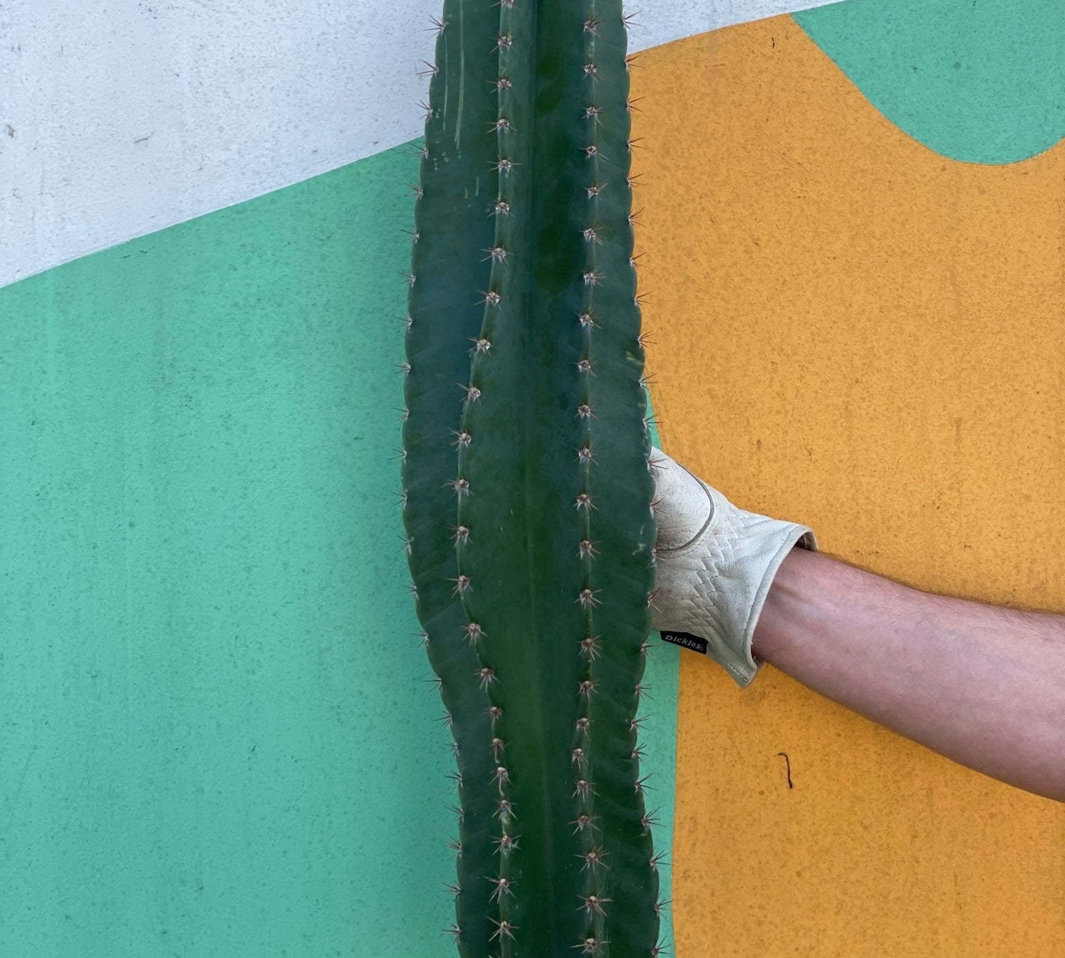 Small Peruvian Apple Cactus Cutting - cactus - Peru-1 - Varnish + Vine - 1