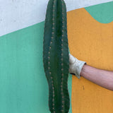 Small Peruvian Apple Cactus Cutting - cactus - Peru-1 - Varnish + Vine - 1