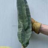 Small Peruvian Apple Cactus Cutting - cactus - Peru-1 - Varnish + Vine - 2