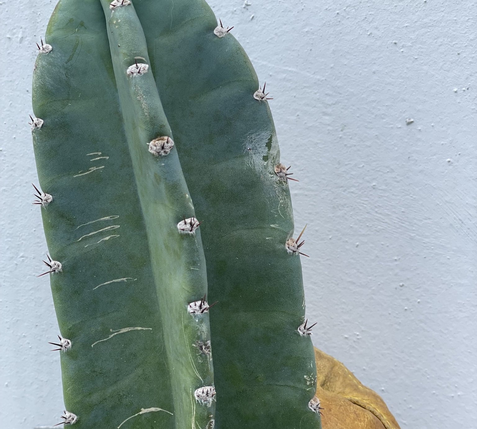 Small Peruvian Apple Cactus Cutting - cactus - Peru-1 - Varnish + Vine - 3