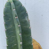 Small Peruvian Apple Cactus Cutting - cactus - Peru-1 - Varnish + Vine - 3