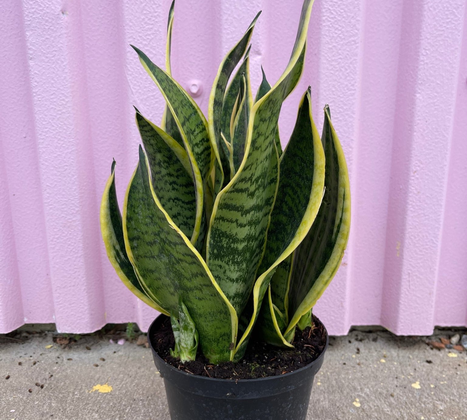Snake Plant - tropical - root-snake-6 - Varnish + Vine - 2