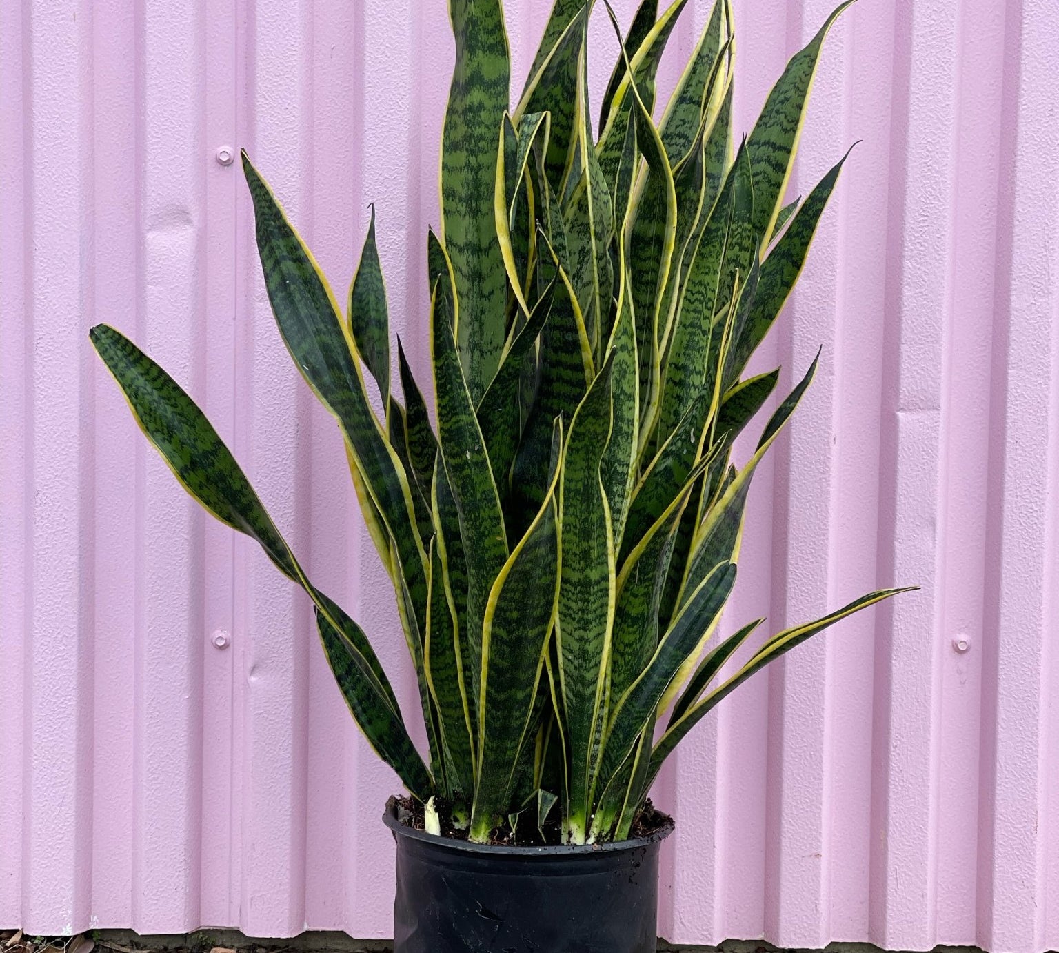 Snake Plant - tropical - root-snake-10 - Varnish + Vine - 1