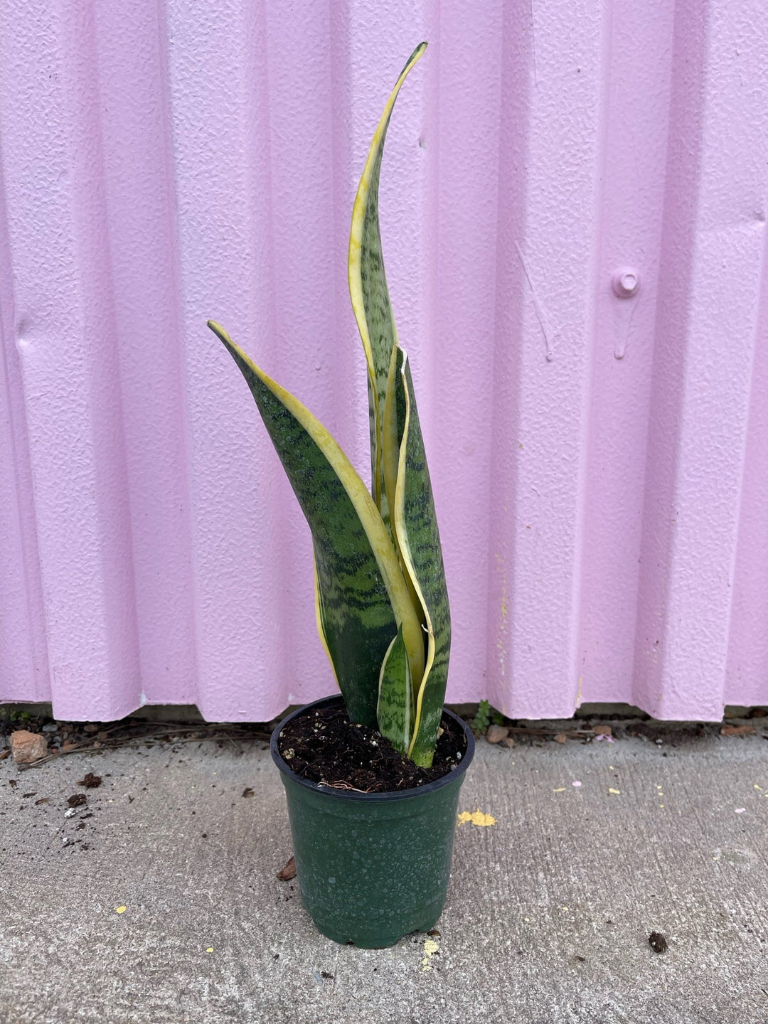 Snake Plant - tropical - Varnish + Vine