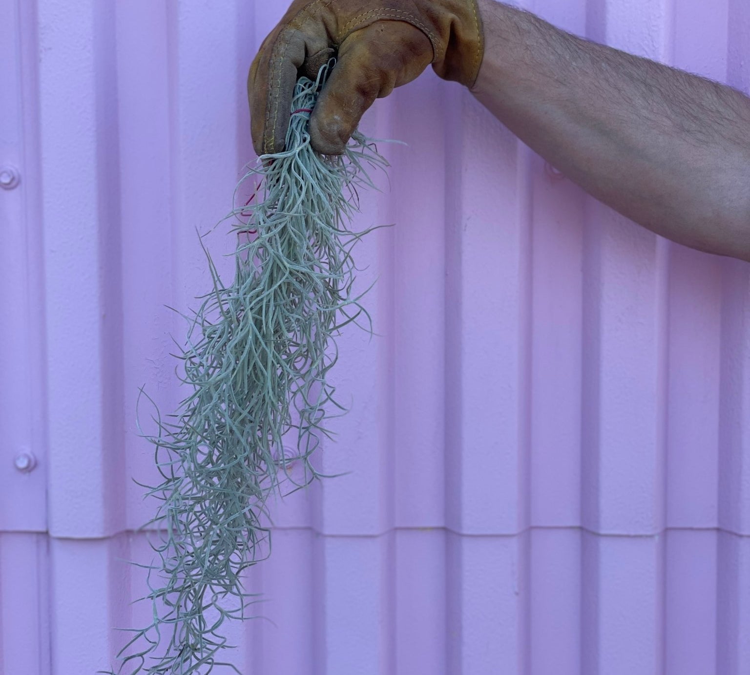 Spanish Moss - air plant - root-spanishmoss-med - Varnish + Vine - 1