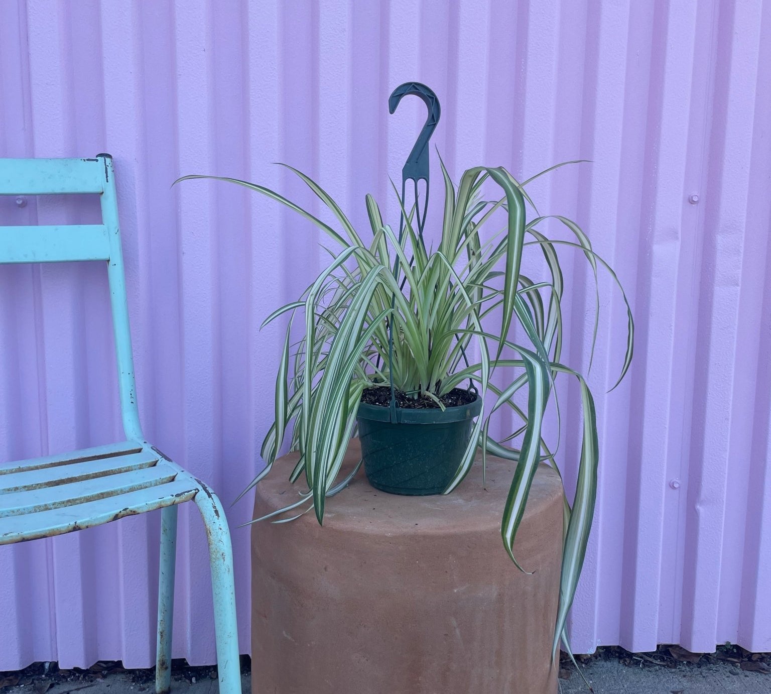 Spider Plant - tropical - Root-Spider-6 - Varnish + Vine - 1