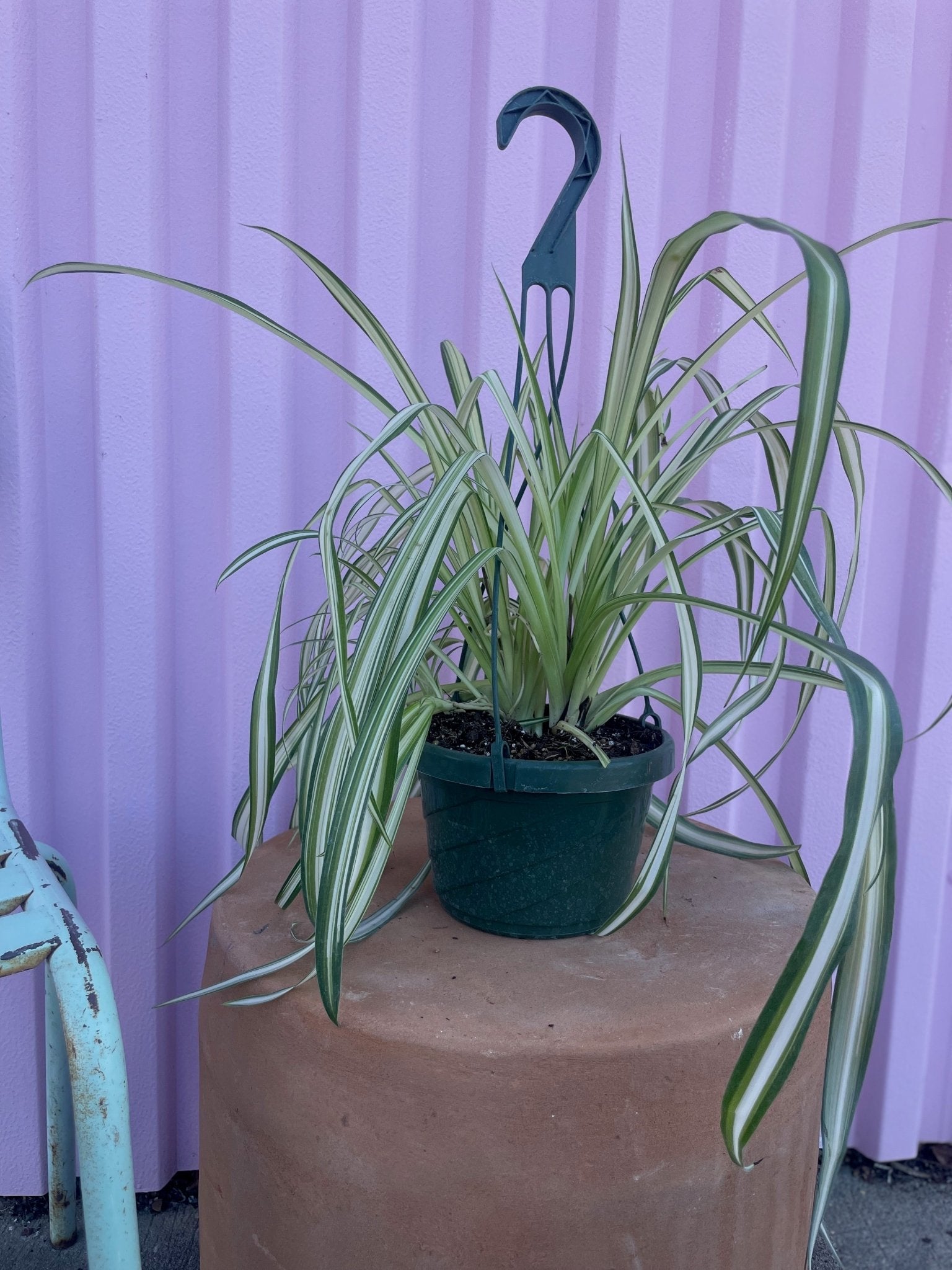 Spider Plant - tropical - Root-Spider-6 - Varnish + Vine - 3