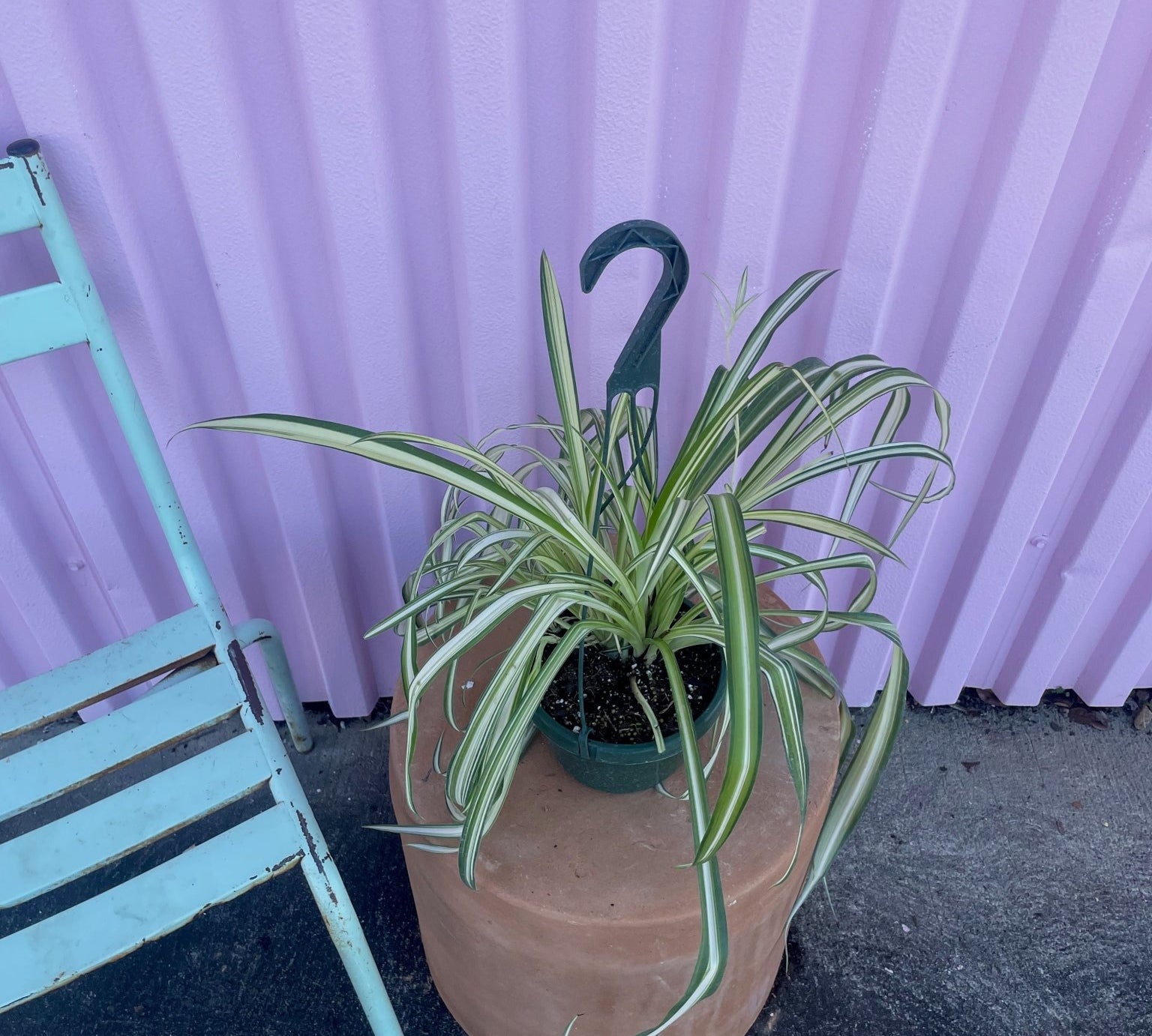 Spider Plant - tropical - Root-Spider-6 - Varnish + Vine - 2