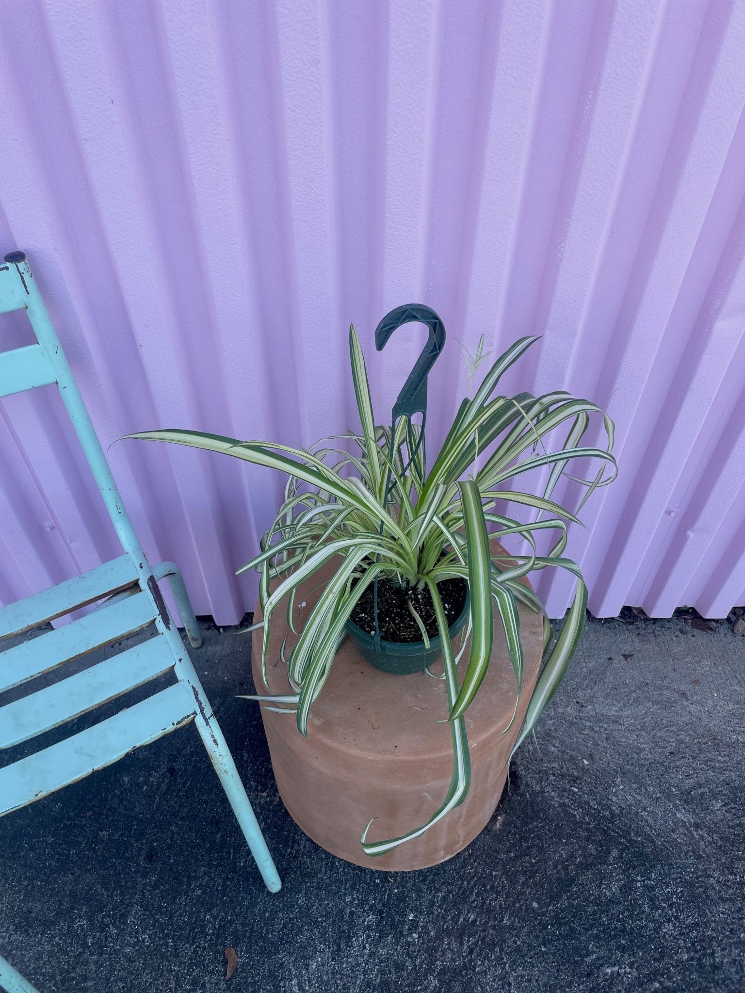 Spider Plant - tropical - Root-Spider-6 - Varnish + Vine - 2