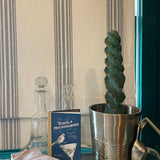 Spiral Cactus - cactus - Spiralis-1Ft - Varnish + Vine - 4