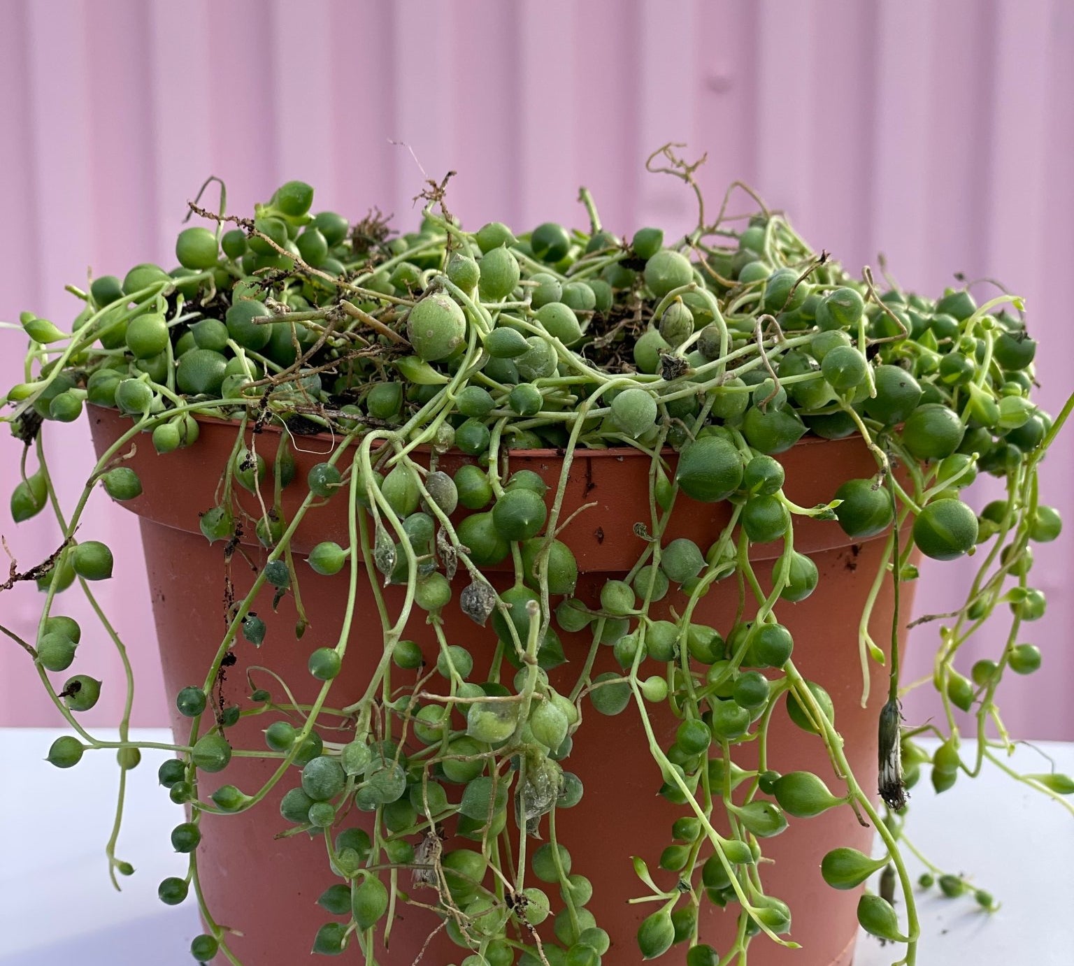 String of Pearls - succulent - root-stringpearls-4 - Varnish + Vine - 1