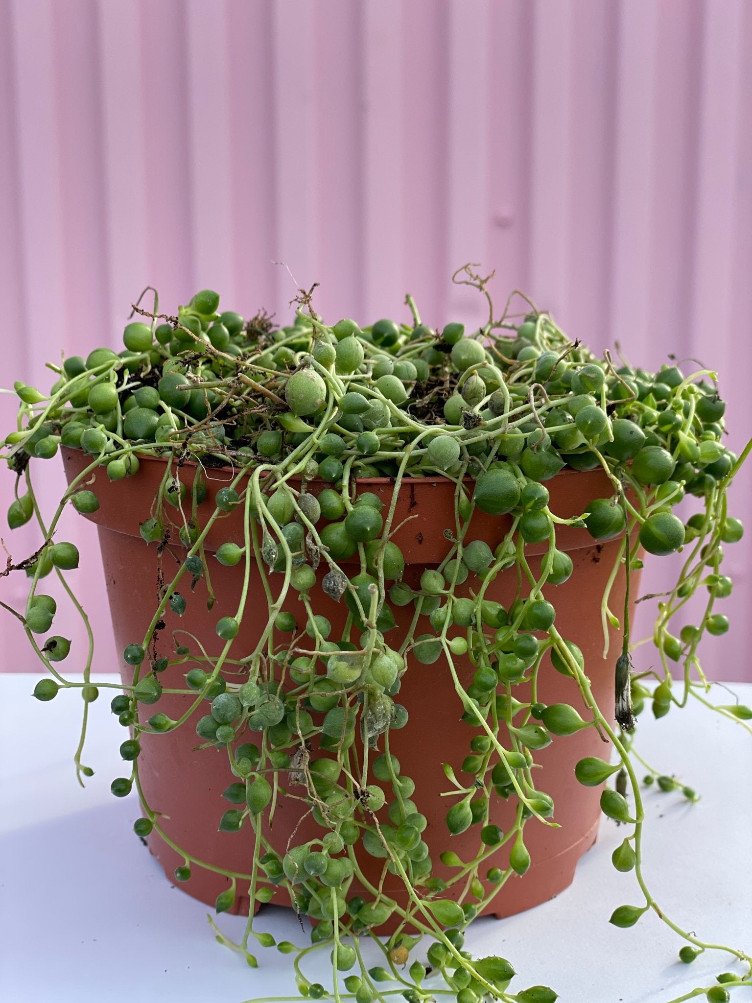 String of Pearls - succulent - root-stringpearls-4 - Varnish + Vine - 1