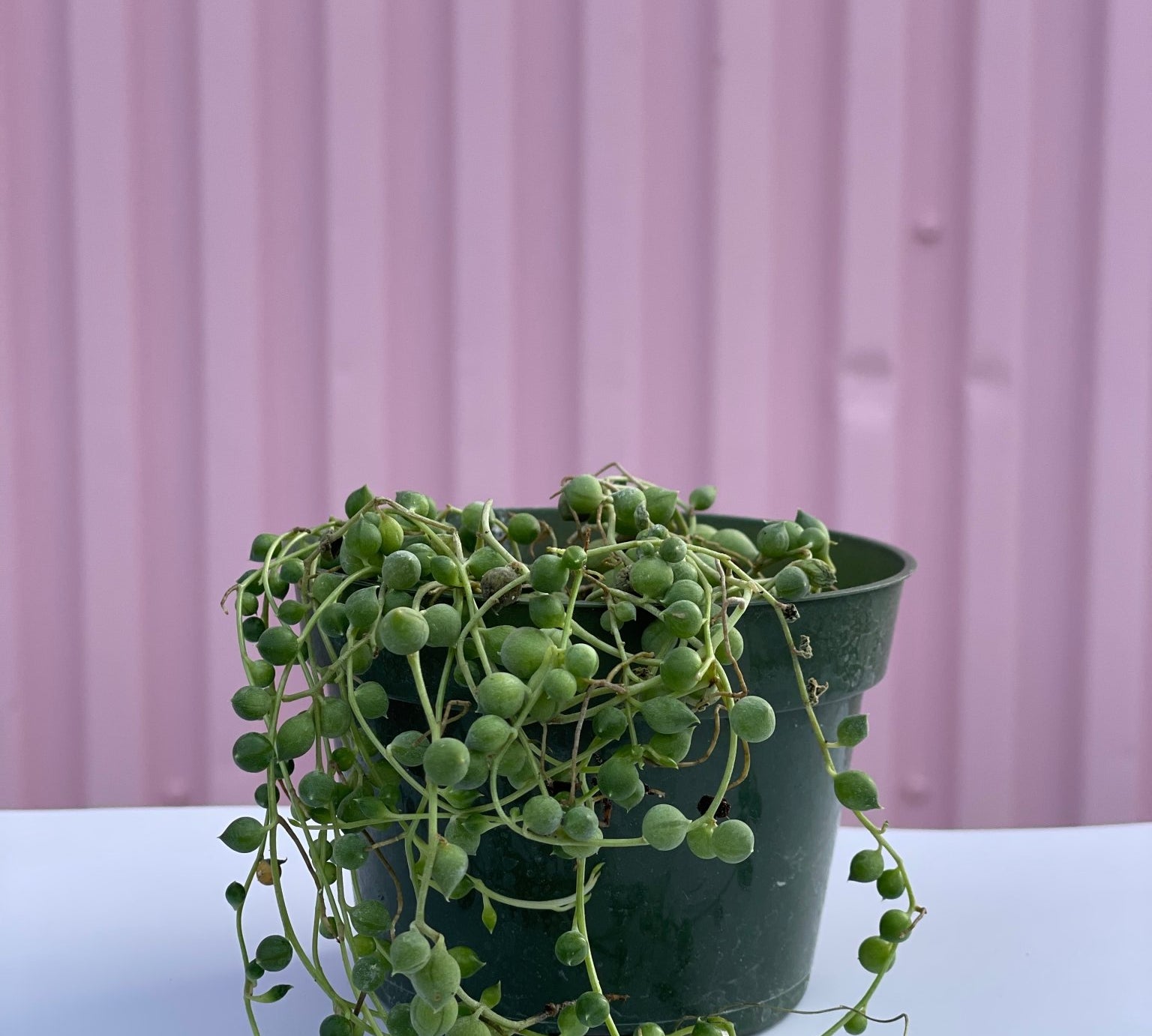 String of Pearls - succulent - root-stringpearls-4 - Varnish + Vine - 2