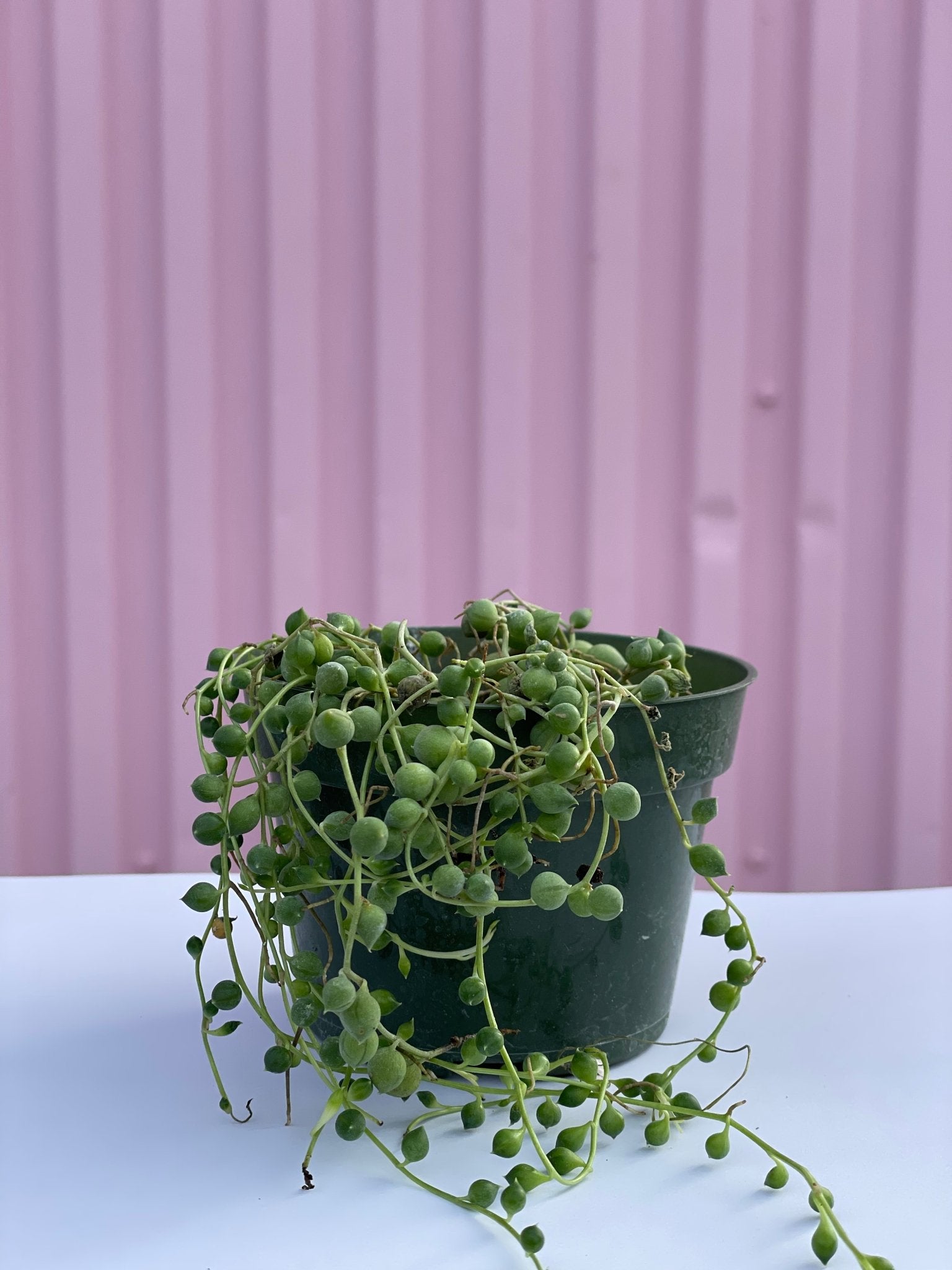 String of Pearls - succulent - root-stringpearls-4 - Varnish + Vine - 2