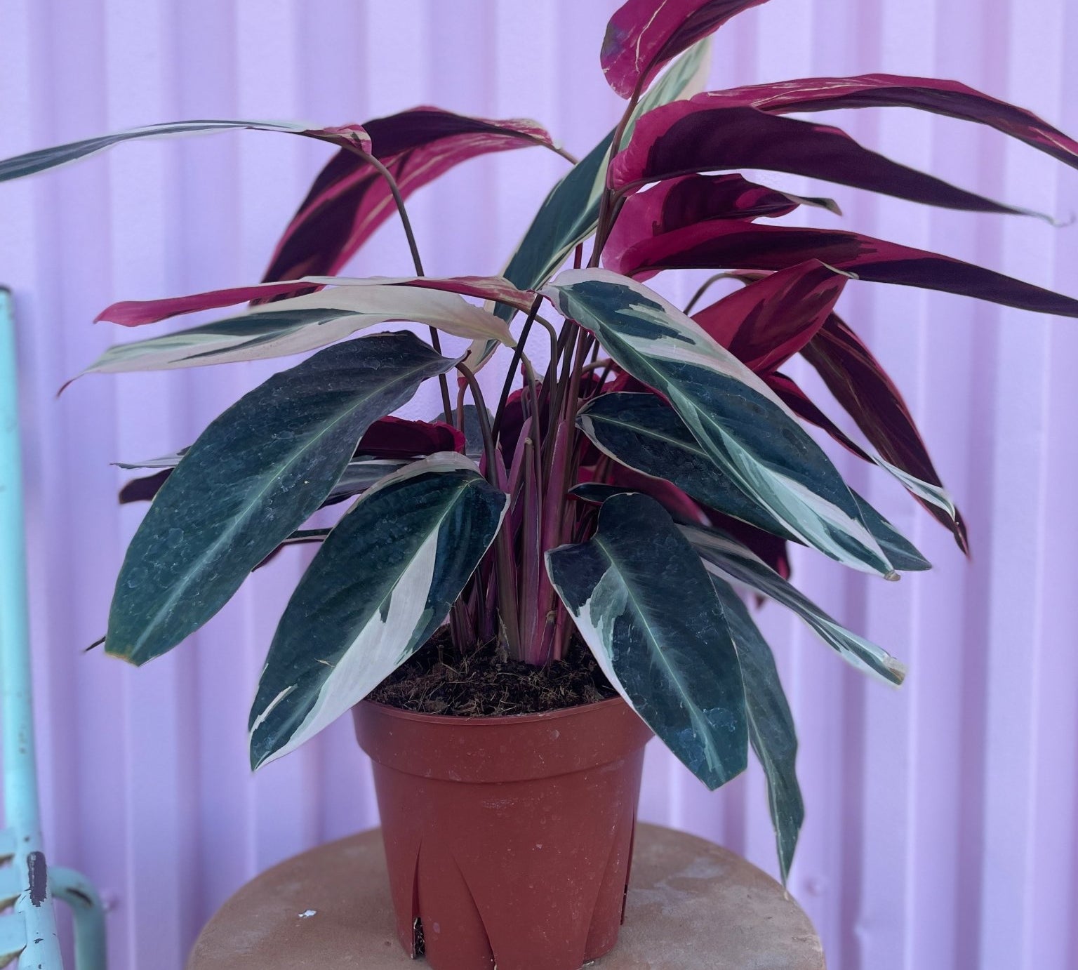 Stromanthe Triostar - tropical - Root-Stroma-4 - Varnish + Vine - 1