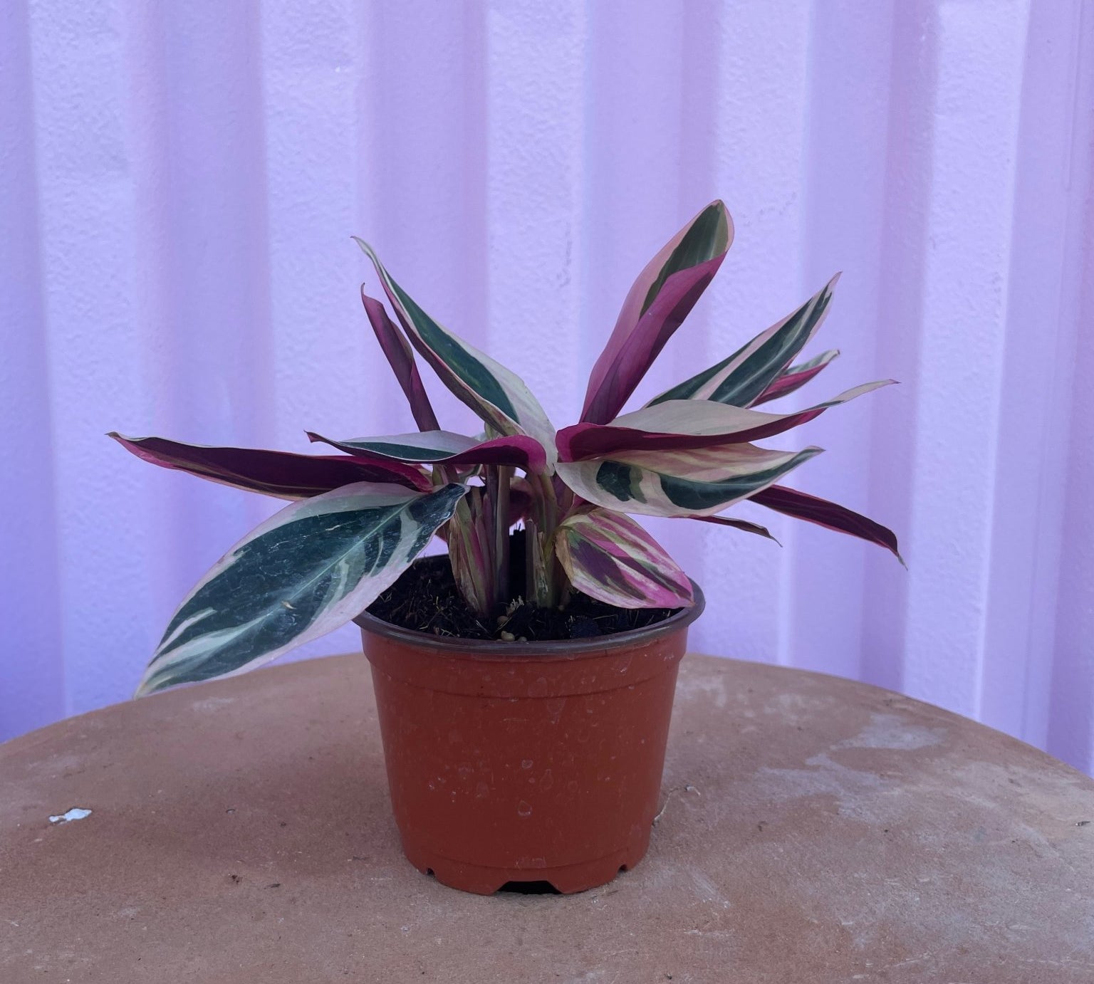Stromanthe Triostar - tropical - Root-Stroma-4 - Varnish + Vine - 2