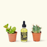 Super Kabuto Cactus Food - plant care - SUPER-KABUTO - Varnish + Vine - 1