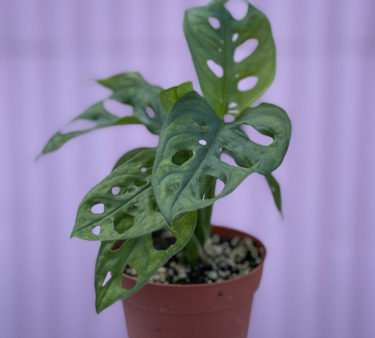Swiss Cheese Monstera - tropical - Root-Swiss-4 - Varnish + Vine - 1