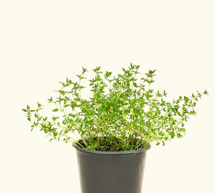 Thyme - Herb - Herb-Thyme-1 - Varnish + Vine - 1