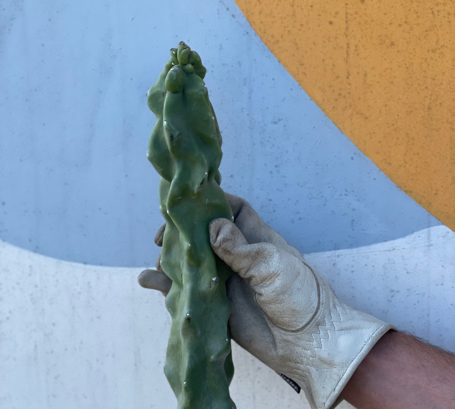 Totem Pole Cactus Cutting - cactus - Totem-Small - Varnish + Vine - 2