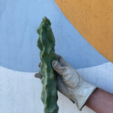 Totem Pole Cactus Cutting - cactus - Totem-Small - Varnish + Vine - 2