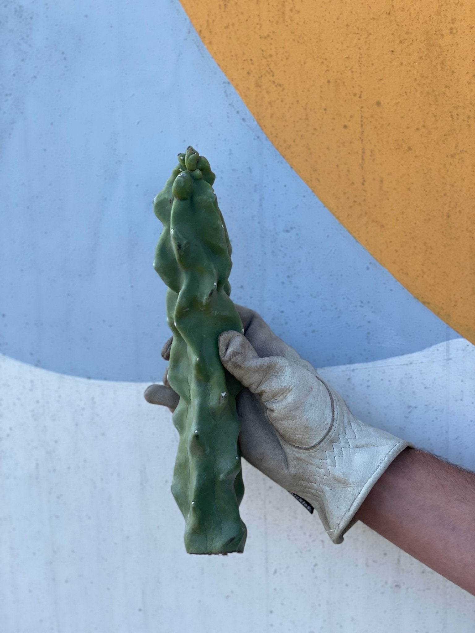 Totem Pole Cactus Cutting - cactus - Totem-Small - Varnish + Vine - 2