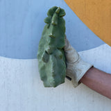 Totem Pole Cactus Cutting - cactus - Totem-Small - Varnish + Vine - 1