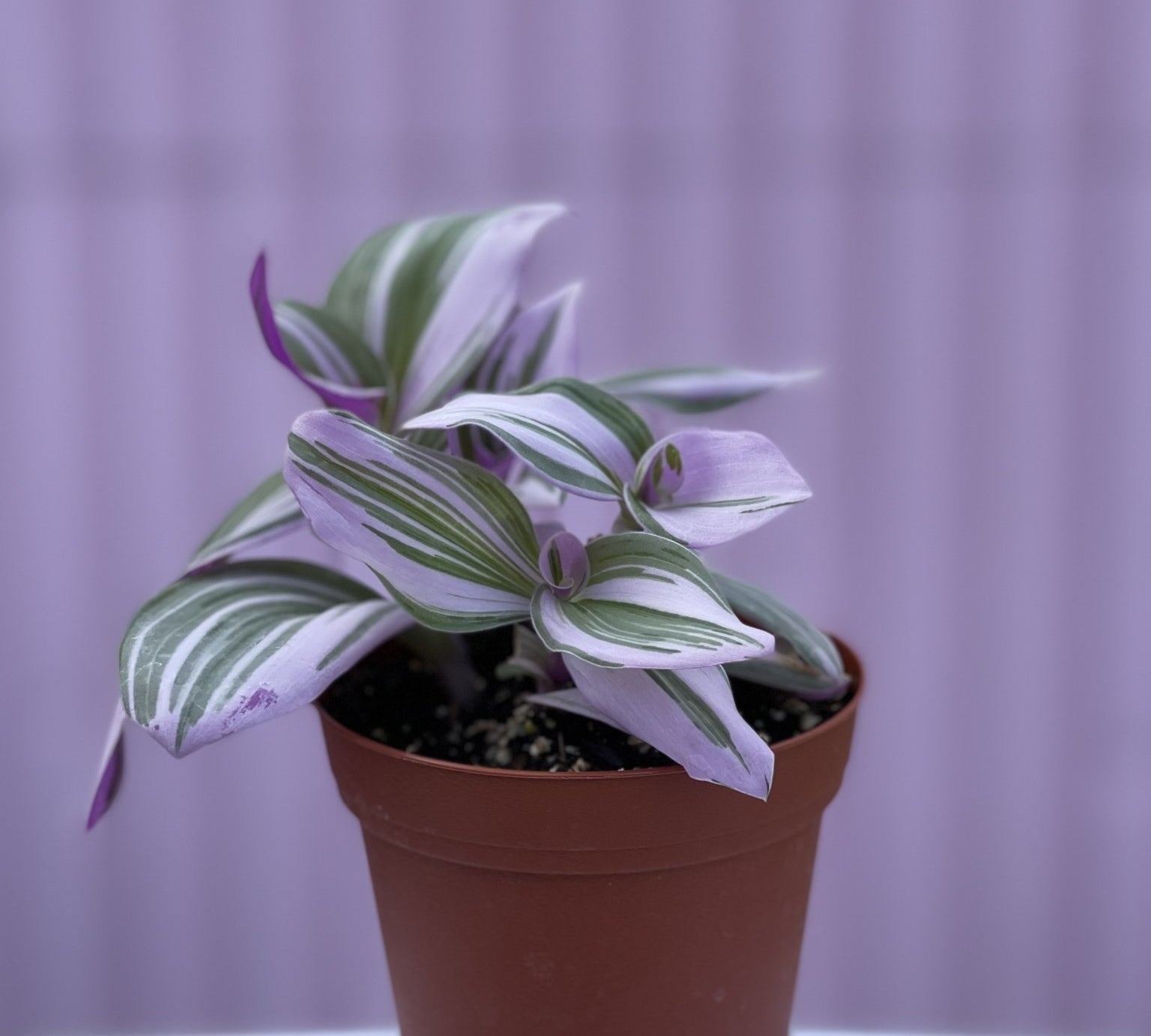 Tradescantia Nanouk - tropical - Root-Nanouk-4 - Varnish + Vine - 1
