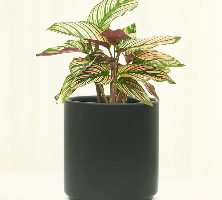 Tropical Plant and Pot (5 Inch) - Potted Houseplants - 5inTrop-1 - Varnish + Vine - 1