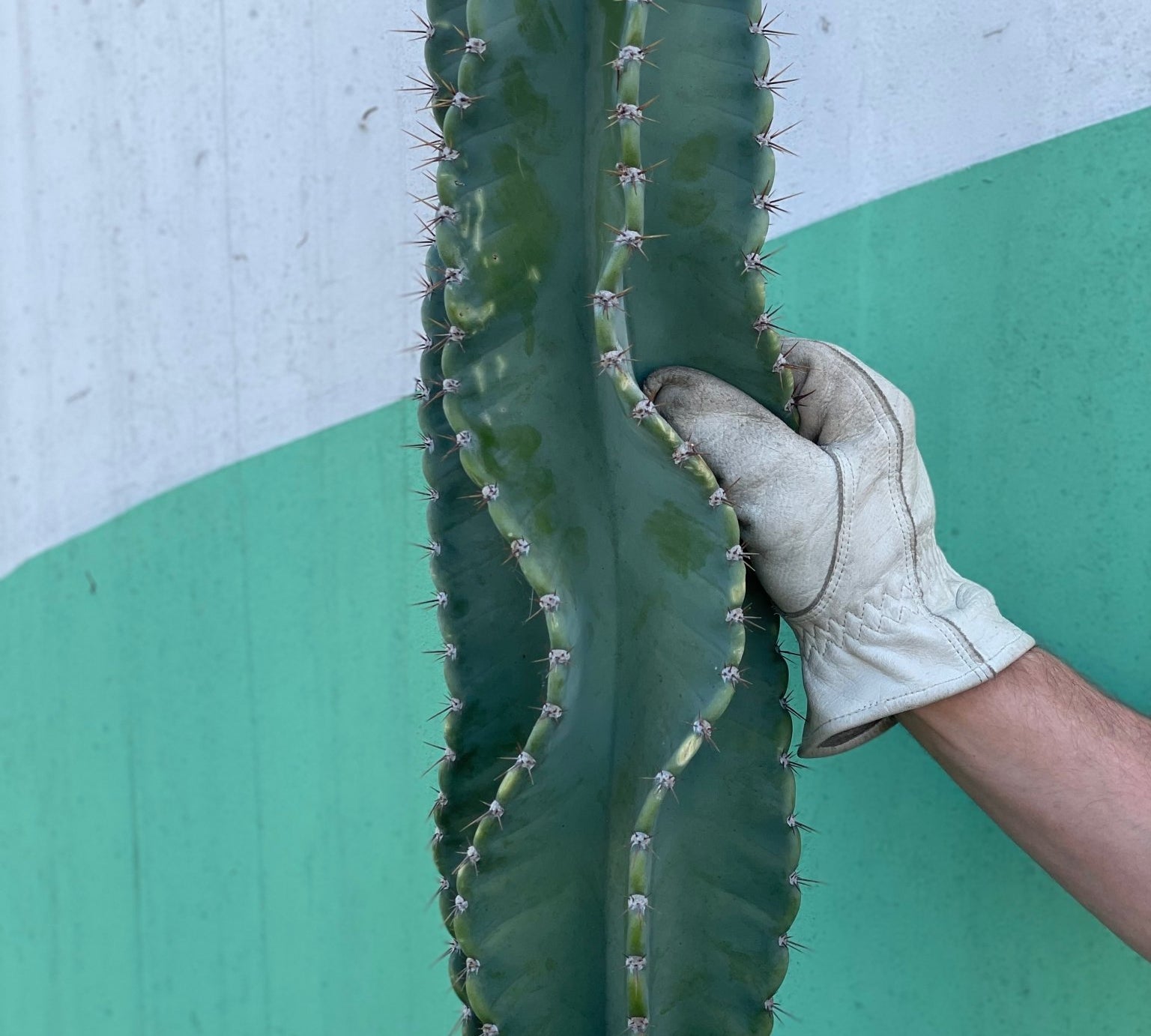 Twisty Peruvian Apple Cactus Cutting - cactus - TwistPeru-1 - Varnish + Vine - 2