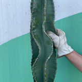 Twisty Peruvian Apple Cactus Cutting - cactus - TwistPeru-1 - Varnish + Vine - 2