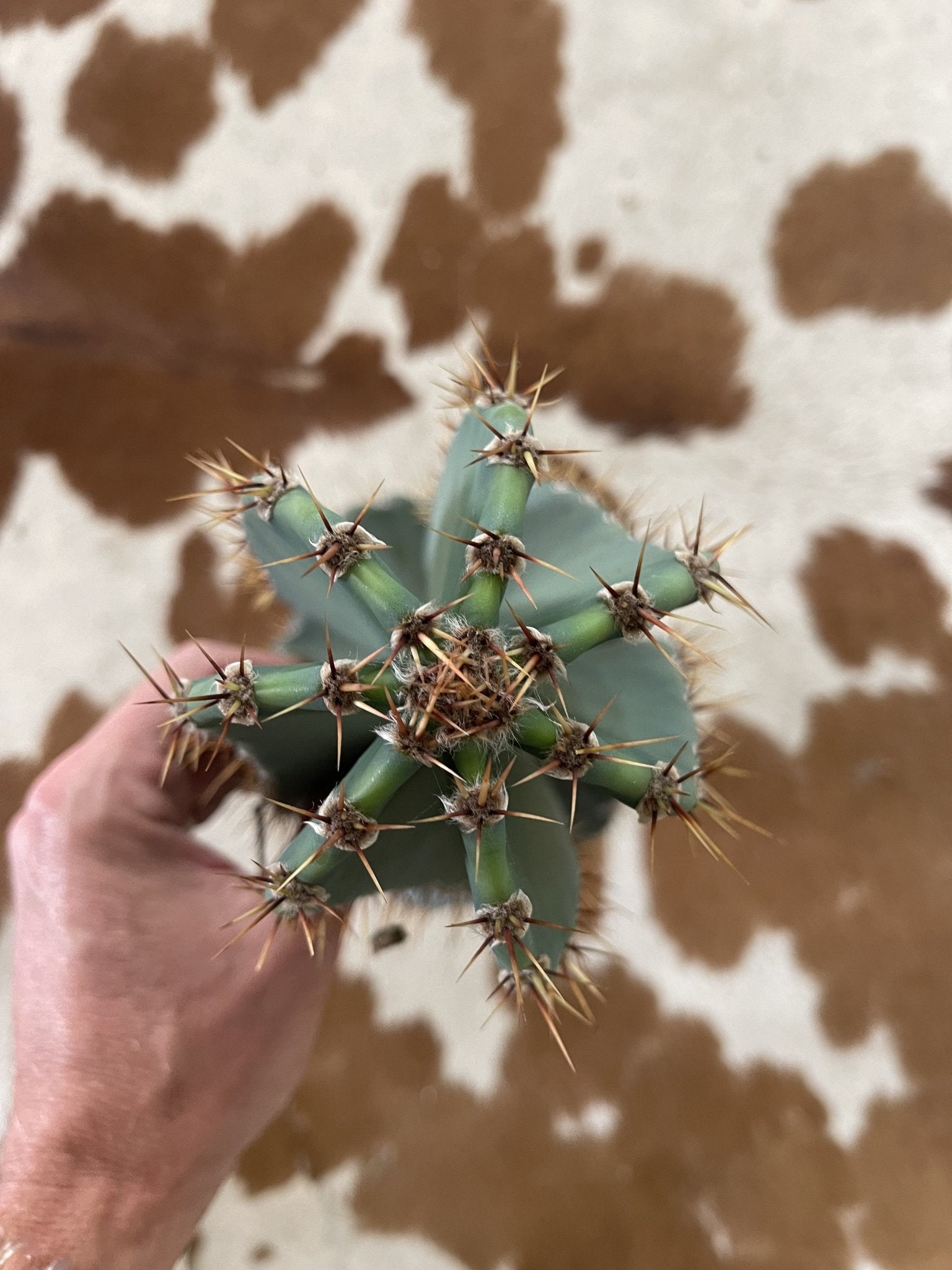 Bundle of 2024 8 Peruvian apple cactus top cutting