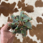 Twisty Peruvian Apple Cactus Cutting - cactus - TwistPeru-1 - Varnish + Vine - 4