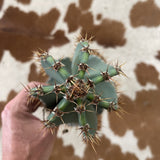 Twisty Peruvian Apple Cactus Cutting - cactus - TwistPeru-1 - Varnish + Vine - 4