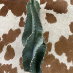 Twisty Peruvian Apple Cactus Cutting - cactus - TwistPeru-1 - Varnish + Vine - 3