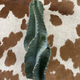 Twisty Peruvian Apple Cactus Cutting - cactus - TwistPeru-1 - Varnish + Vine - 3