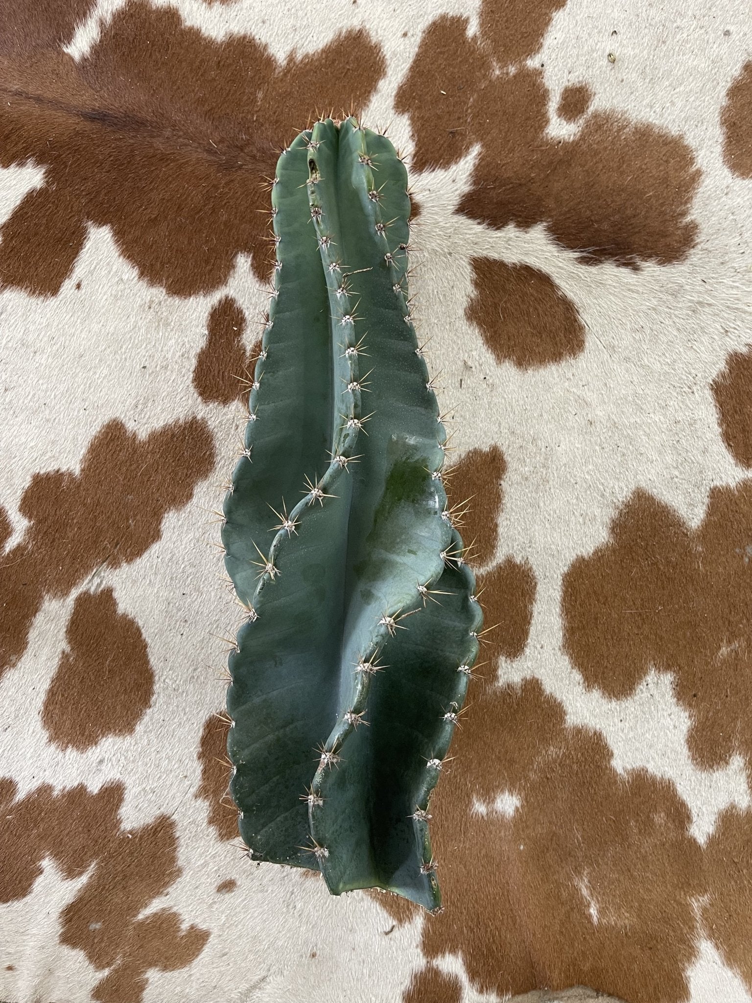 Twisty Peruvian Apple Cactus Cutting - cactus - TwistPeru-1 - Varnish + Vine - 3
