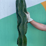 Twisty Peruvian Apple Cactus Cutting - cactus - TwistPeru-1 - Varnish + Vine - 1