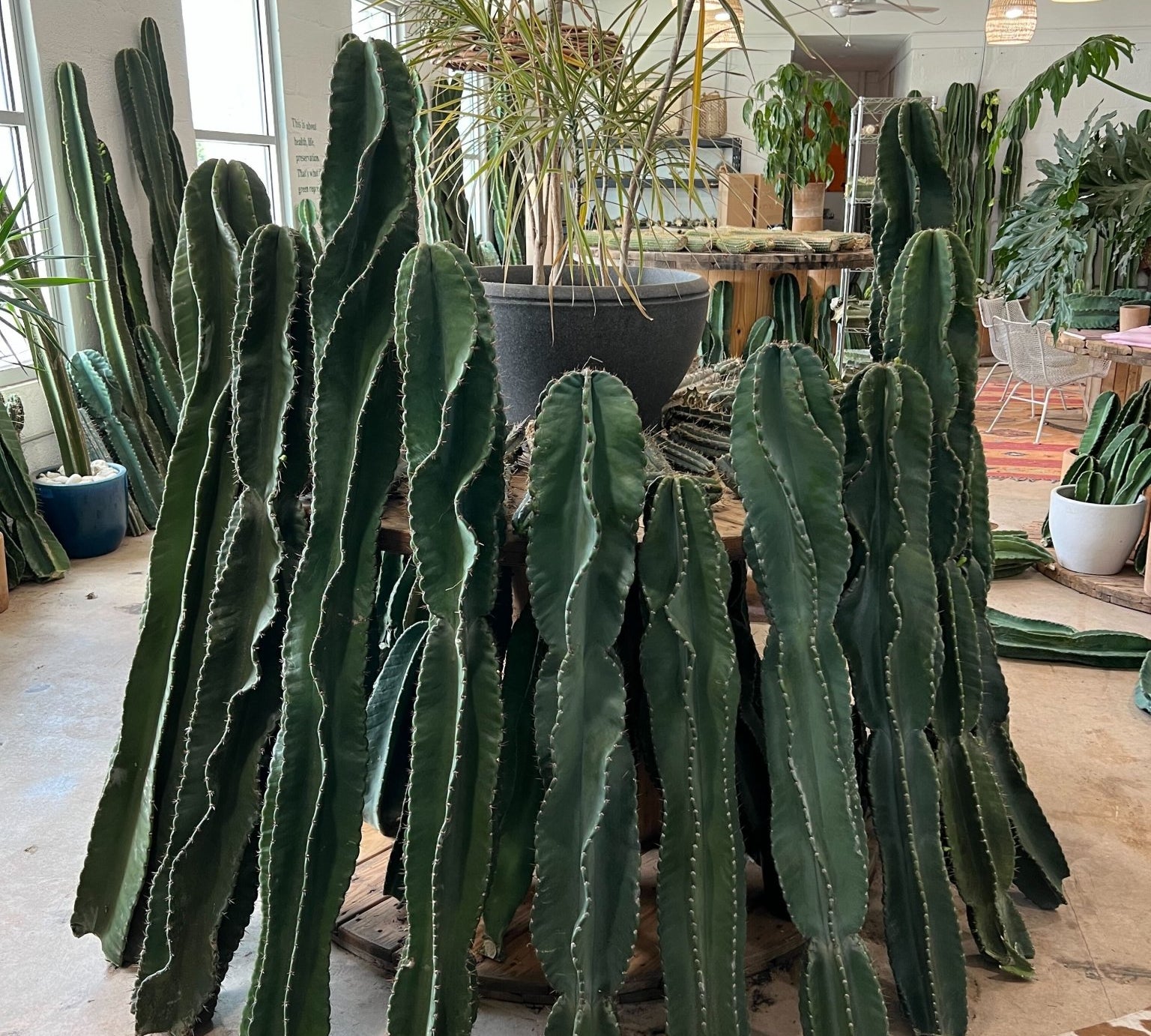 Twisty Peruvian Apple Cactus Cutting - cactus - TwistPeru-1 - Varnish + Vine - 2