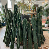 Twisty Peruvian Apple Cactus Cutting - cactus - TwistPeru-1 - Varnish + Vine - 2